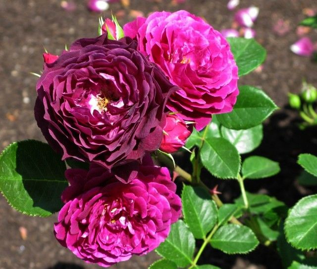  photo EbbTideatsjmunigardIMG_1207_zps8d85b4c7.jpg